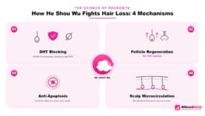 Four-quadrant infographic showing He Shou Wu's four hair loss mechanisms: DHT blocking, follicle regeneration, anti-apoptosis, and scalp microcirculation