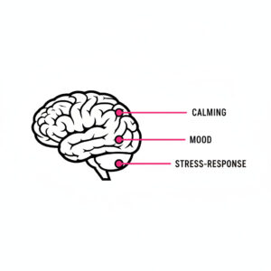 Diagram showing how magnesium affects brain pathways related to sleep and anxiety
