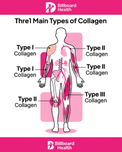 Infographic showing Type I, Type II, and Type III collagen locations in the human body including skin, joints, and muscles