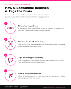 Glucosamine and Alzheimer's Risk: Why This Popular Joint Supplement May Be Harming Your Brain (2026 Study) Infographic showing how glucosamine crosses the blood-brain barrier and fuels hyperglycosylation of proteins linked to Alzheimer's disease progression