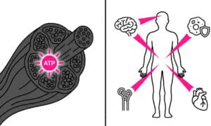 Infographic showing creatine benefits beyond muscle including cancer immunity, brain health, bone density, and aging support based on 2026 UCLA iScience study.