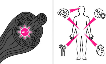 Infographic showing creatine benefits beyond muscle including cancer immunity, brain health, bone density, and aging support based on 2026 UCLA iScience study.