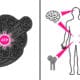 Infographic showing creatine benefits beyond muscle including cancer immunity, brain health, bone density, and aging support based on 2026 UCLA iScience study.