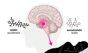 Diagram of deep sleep benefits showing hypothalamus GHRH-somatostatin circuit releasing growth hormone during slow-wave sleep.