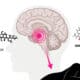 Diagram of deep sleep benefits showing hypothalamus GHRH-somatostatin circuit releasing growth hormone during slow-wave sleep.