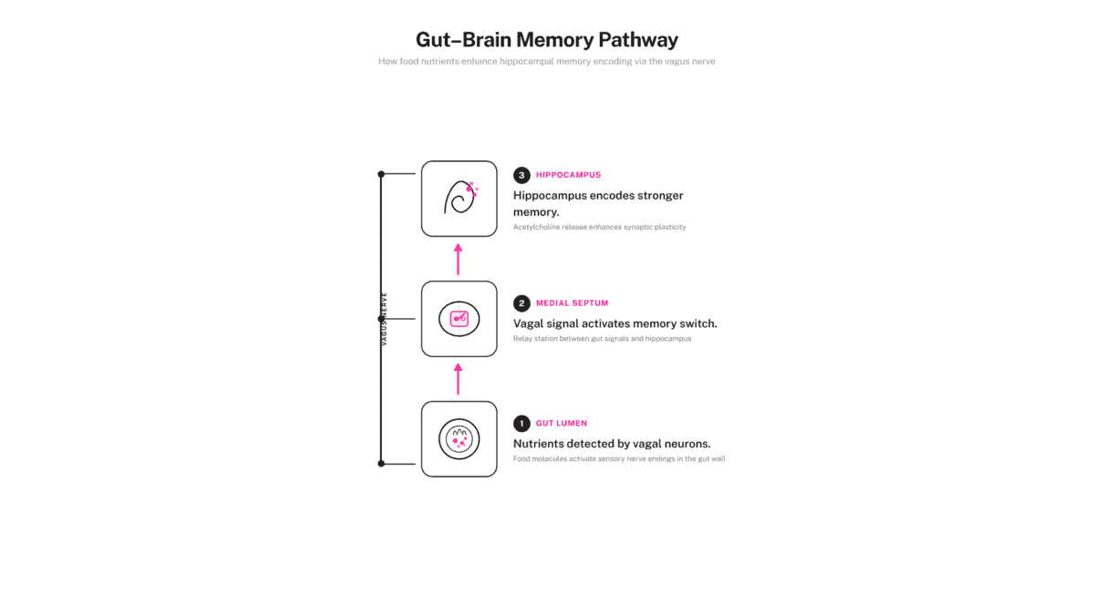 "Three-step pathway diagram: gut nutrients detected by vagal neurons, signal reaches medial septum, hippocampus releases acetylcholine for memory encoding."