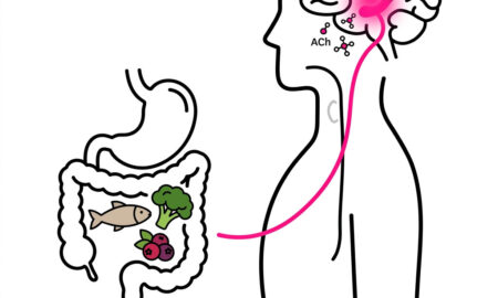 Diagram showing gut health and memory connection through vagus nerve to hippocampus acetylcholine pathway from USC 2026 Nature Communications study.