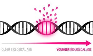 Infographic showing how to slow biological aging through lifestyle and semaglutide interventions with DunedinPACE and Horvath clock measurements.