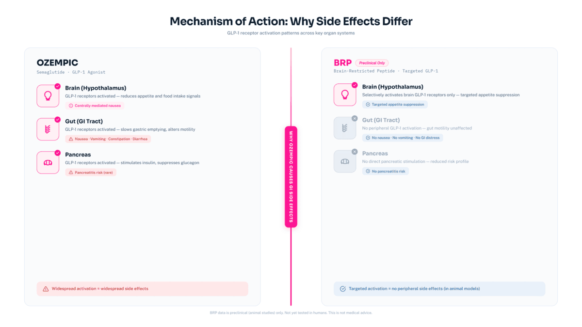Side-by-side comparison of Ozempic's widespread GLP-1 receptor activation (gut, pancreas, brain) causing nausea and pancreatitis risk, versus BRP's targeted hypothalamic action potentially avoiding these side effects."