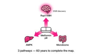 Diagram showing metformin benefits through brain Rap1-VMH pathway discovered by Baylor College of Medicine 2026 Science Advances study.