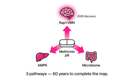 Diagram showing metformin benefits through brain Rap1-VMH pathway discovered by Baylor College of Medicine 2026 Science Advances study.