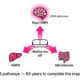 Diagram showing metformin benefits through brain Rap1-VMH pathway discovered by Baylor College of Medicine 2026 Science Advances study.