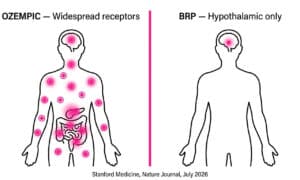 Comparison diagram showing Ozempic side effects from widespread GLP-1 receptor activation vs targeted BRP hypothalamus action from Stanford 2026 Nature study.