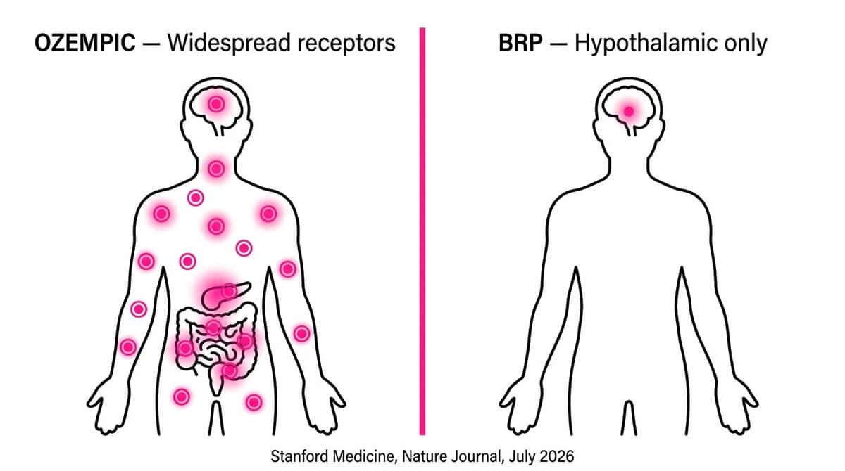 Comparison diagram showing Ozempic side effects from widespread GLP-1 receptor activation vs targeted BRP hypothalamus action from Stanford 2026 Nature study.
