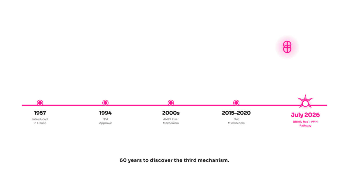 Metformin mechanism discovery timeline from 1957 to the 2026 Baylor brain Rap1-VMH pathway discovery
