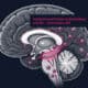 Diagram showing brain inflammation and Alzheimer's connection — immune cells from blood entering brain in midlife and hippocampal microglial inflammatory shift at age 50 from Stanford Nature and UC San Diego Science 2026 studies.