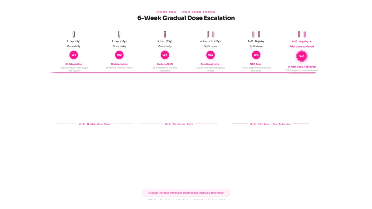 Six-week inulin protocol timeline starting at 5g in week 1, building to the INSPIRE trial dose of 20g daily by week 5-6, with expected outcomes at each stage