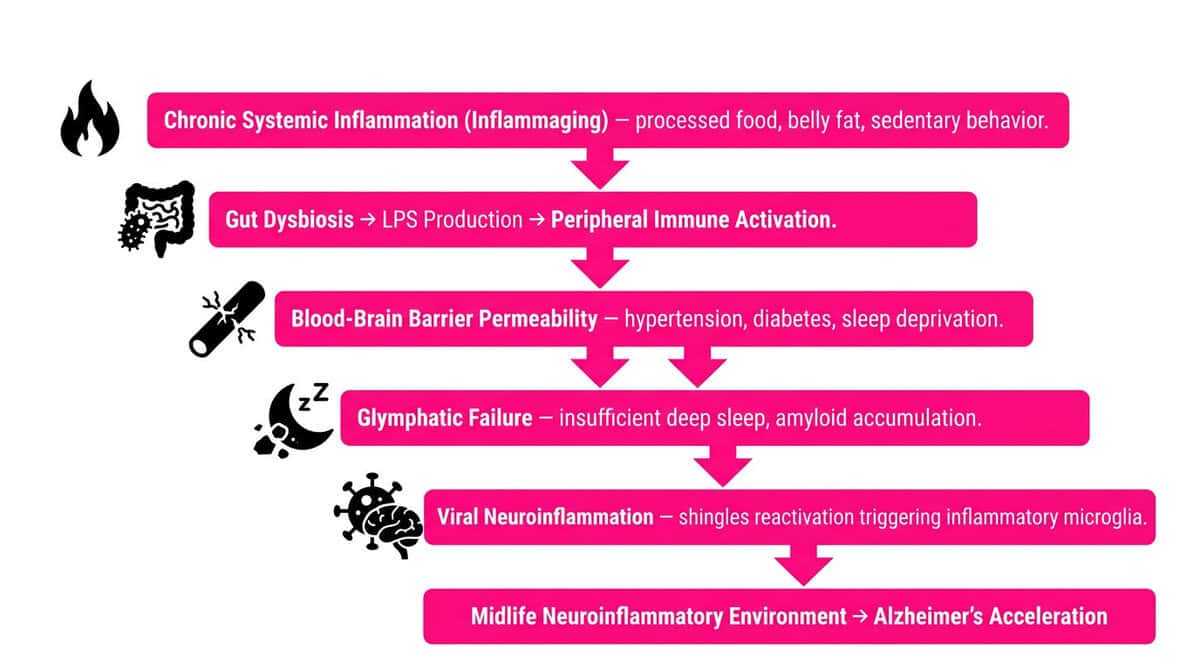 Brain Inflammation and Alzheimer's: The 2026 Stanford Discovery That Changes Everything We Know About Dementia Five-factor neuroinflammation cascade showing systemic inflammation, gut dysbiosis, blood-brain barrier permeability, glymphatic failure, and viral neuroinflammation as the triggers driving midlife brain immune infiltration.