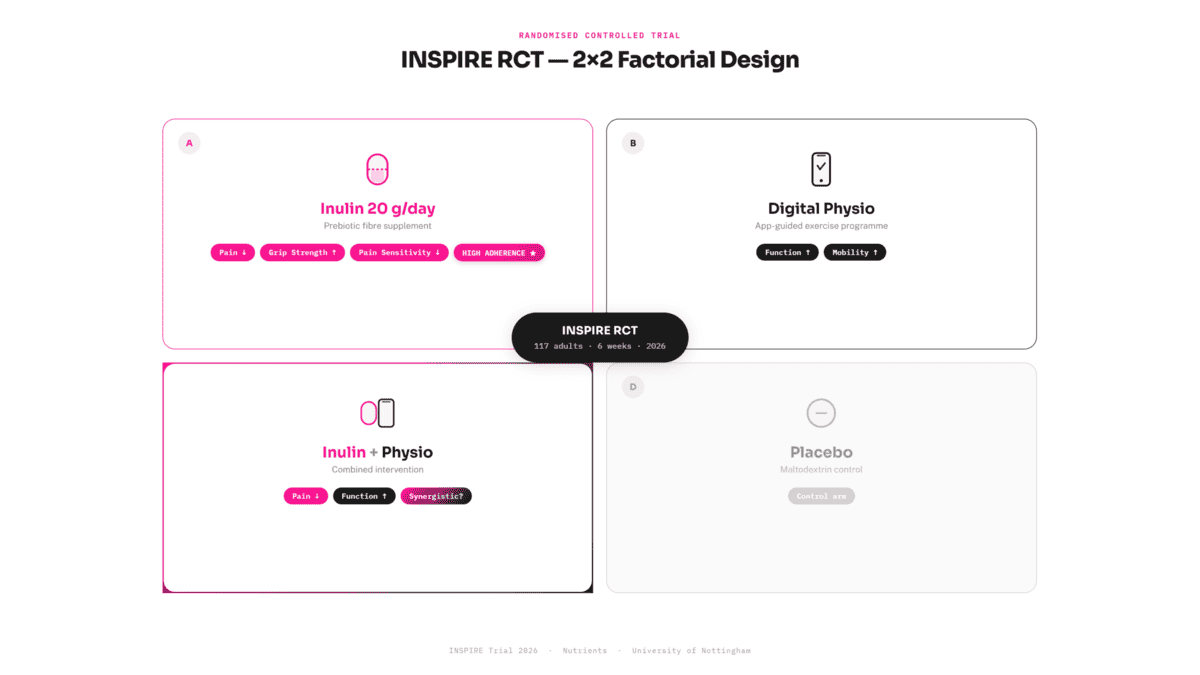 INSPIRE trial 2×2 factorial design showing inulin 20g/day, digital physiotherapy, combination, and placebo arms with outcomes of pain reduction, grip strength improvement, and high adherence