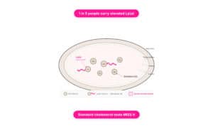 Infographic explaining lipoprotein(a) risk levels, 2026 NIH study results showing 31% higher stroke risk at Lp(a) ≥175 nmol/L, and who should get tested."