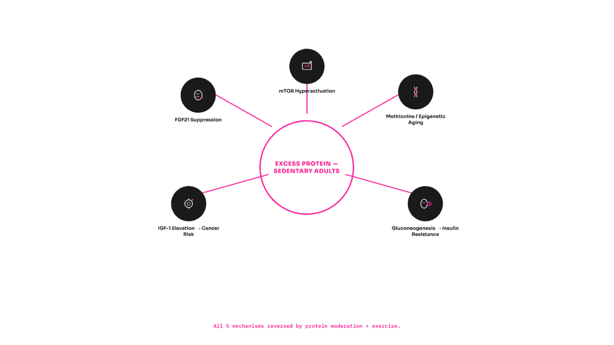 Five biological mechanisms through which excess protein accelerates aging in sedentary adults: mTOR hyperactivation, FGF21 suppression, methionine epigenetic aging, IGF-1 cancer risk, and gluconeogenesis.