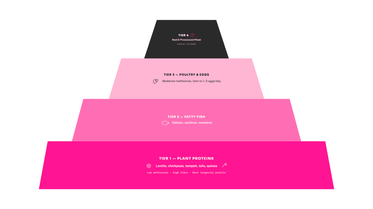 Protein source longevity hierarchy pyramid showing plant proteins as the best longevity choice, then fatty fish, then poultry and eggs, with red and processed meat at top to use sparingly.