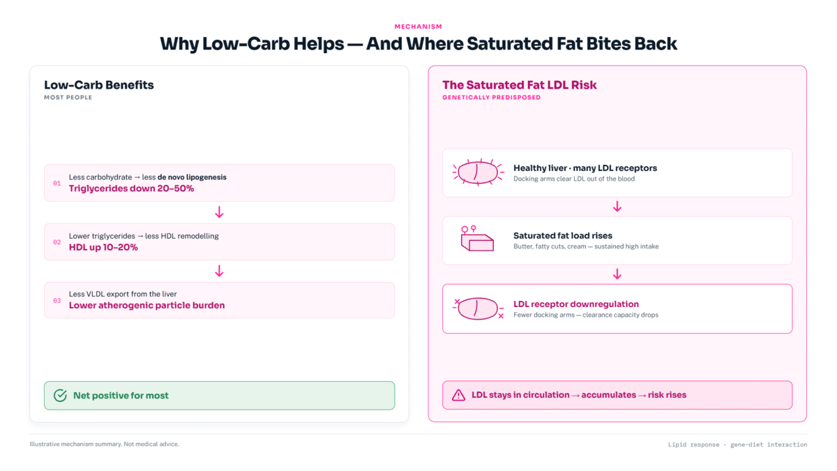 Two-mechanism diagram showing low-carb diet's beneficial triglyceride and HDL effects alongside the saturated fat LDL receptor downregulation mechanism that causes dangerous LDL spikes in genetically predisposed people.